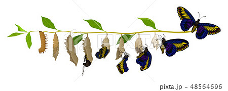 Transformation of butterfly from larva to adult insect. Life cycle. Nature and entomology theme 48564696