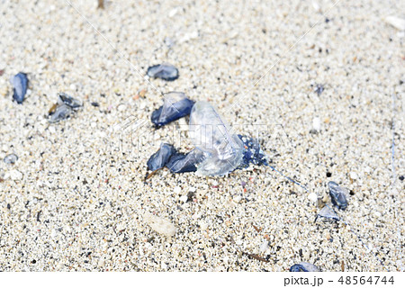 カツオノエボシとカツオノカンムリ 海岸漂着物 の写真素材