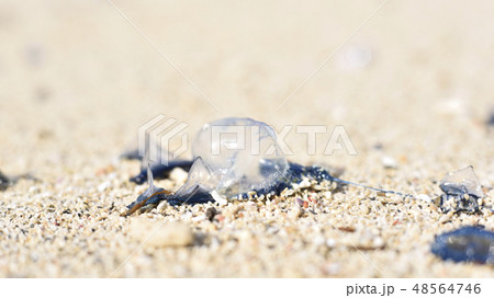 カツオノエボシとカツオノカンムリ 海岸漂着物 の写真素材