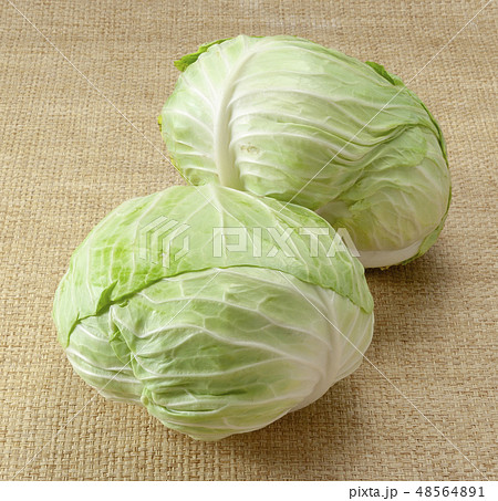 キャベツ キャベツ 48564891