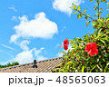 沖縄　夏の青空とハイビスカス 48565063