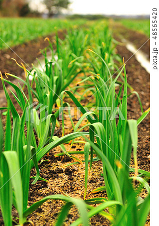 三田市の野菜、すくすくと育っているニンニク畑 48565420