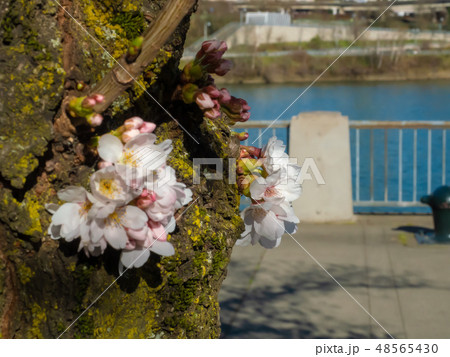 ウィラメット川の桜(アメリカ オレゴン州) ウィラメット川の桜(アメリカ オレゴン州) 48565430