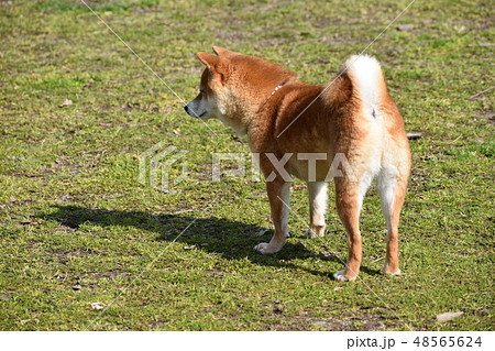 犬の写真素材