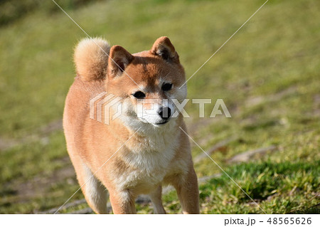 犬 犬 48565626