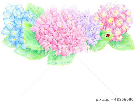 雨に咲く紫陽花のイラスト素材