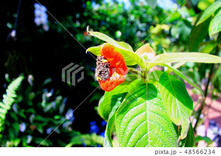 京都 京都府立植物園 唇のようなサイコトリア ペッピギアーナ 横アングル の写真素材