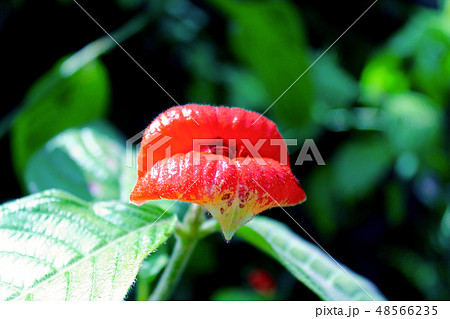 京都 京都府立植物園 唇のようなサイコトリア ペッピギアーナ 正面 の写真素材