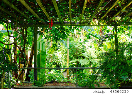 京都 京都府立植物園 観覧温室内の風景の写真素材