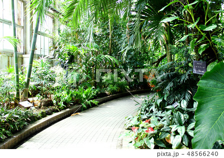 京都 京都府立植物園 観覧温室内の風景の写真素材