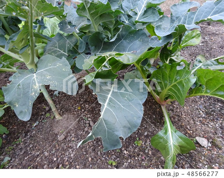 家庭菜園 48566277