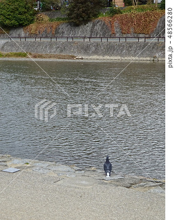 鴨川で一人はさみしい 48566280