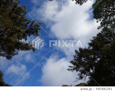 トレイル中に林の中から空を見上げると青い空と白い雲が見えた 48566281