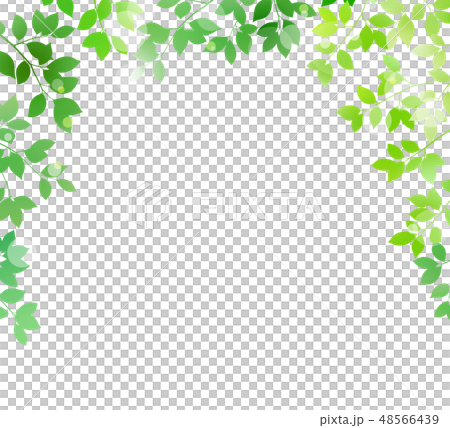 Image of fresh green leaves on white background Image of fresh green leaves on white background 48566439