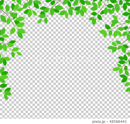 木の葉の新緑イメージ 白背景素材 木の葉の新緑イメージ 白背景素材 48566441