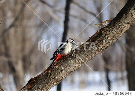 木の枝にとまるアカゲラ 木の枝にとまるアカゲラ 48566947