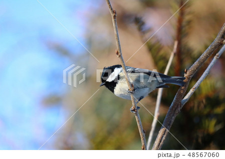 木の枝にとまるヒガラ 48567060