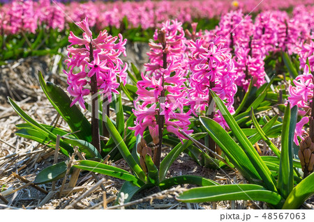 Pink close-up Hyacinth, field in Holland, blue sky Pink close-up Hyacinth, field in Holland, blue sky 48567063