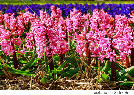 Pink close-up Hyacinth, field in Holland, blue sky Pink close-up Hyacinth, field in Holland, blue sky 48567065