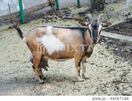 Portrait of a domestic goat 48567188
