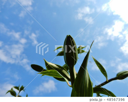 サボンソウ 48567396