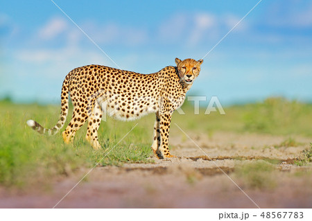 Cheetah, Acinonyx jubatus, wild cat on the road. Cheetah, Acinonyx jubatus, wild cat on the road. 48567783