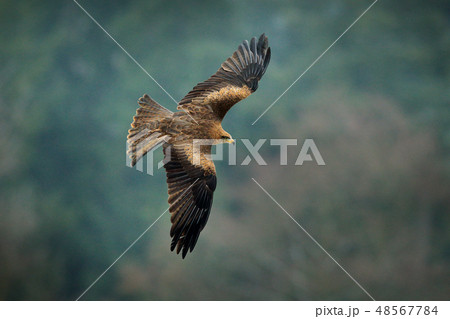 Black kite in flight, Milvus migrans, bird of prey Black kite in flight, Milvus migrans, bird of prey 48567784