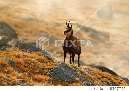 Chamois, Rupicapra rupicapra, on the rocky hill Chamois, Rupicapra rupicapra, on the rocky hill 48567795