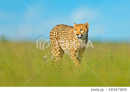 Cheetah, Acinonyx jubatus, walking wild cat. Cheetah, Acinonyx jubatus, walking wild cat. 48567800