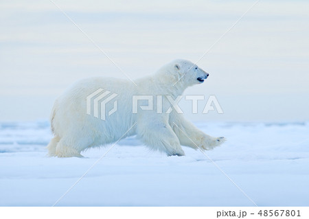Polar bear on drift ice edge with snow and water Polar bear on drift ice edge with snow and water 48567801