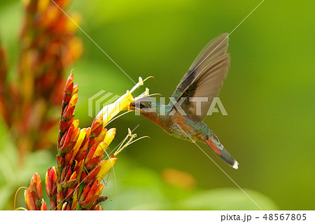 Green bird flying next to beautiful red flower 48567805