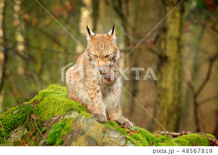 Wild cat cleaning paw. Lynx in the forest. Wild cat cleaning paw. Lynx in the forest. 48567819