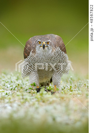 Goshawk, Accipiter gentilis, feeding on squirrel 48567822