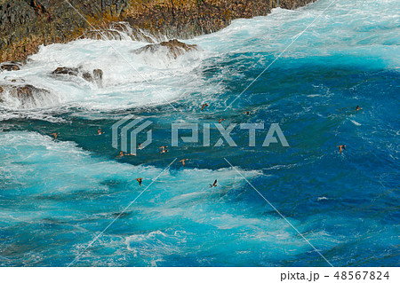 Brown bird, flock of birds. Flying sea birds Brown bird, flock of birds. Flying sea birds 48567824