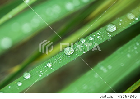 Fresh grass with dew drops in the morning Fresh grass with dew drops in the morning 48567849