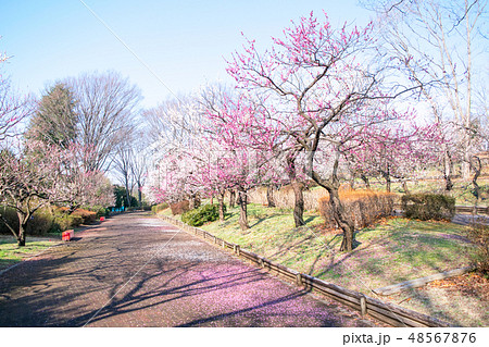 東京都　府中市郷土の森　梅園 48567876