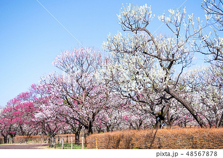 東京都　府中市郷土の森　梅園 48567878