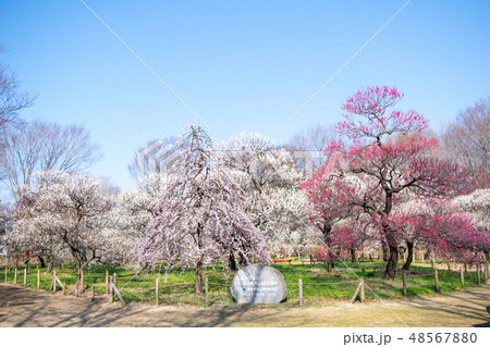 東京都　府中市郷土の森　梅園 48567880