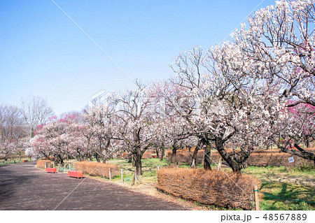 東京都　府中市郷土の森　梅園 48567889