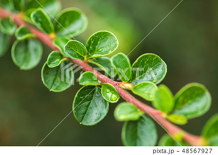 Cotoneaster horizontalis plant leaves with drops 48567927