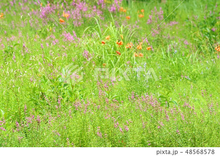 高原の草花　ミソハギ　コオニユリ 48568578