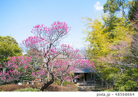 東京都 府中市郷土の森 梅園 東京都 府中市郷土の森 梅園 48568664