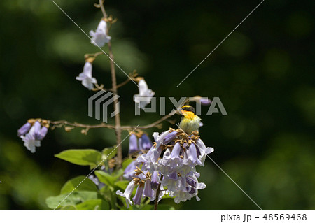 ノジコと桐の花 ノジコと桐の花 48569468
