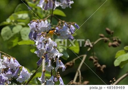 ノジコと桐の花 48569469
