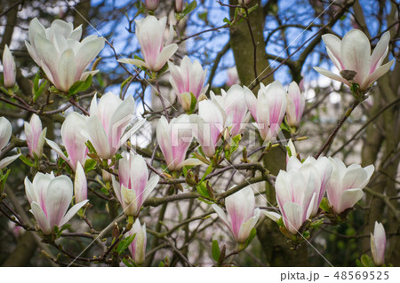 Blooming colorful magnolia flowers Blooming colorful magnolia flowers 48569525