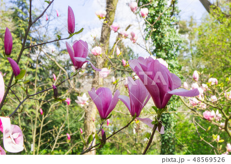 Blooming colorful magnolia flowers 48569526