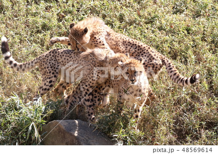 チーター 48569614