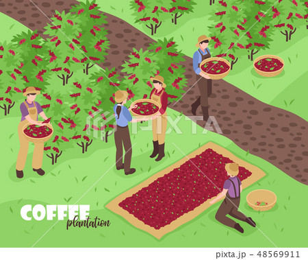 Coffee Plantation Illustrationのイラスト素材
