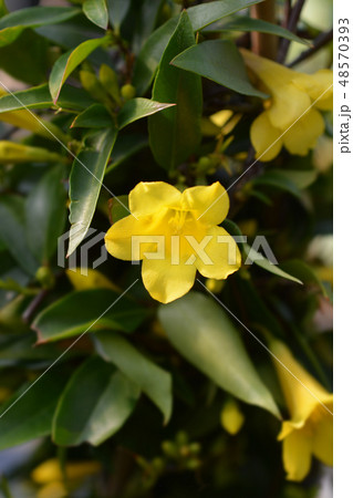 Yellow jessamine Yellow jessamine 48570393