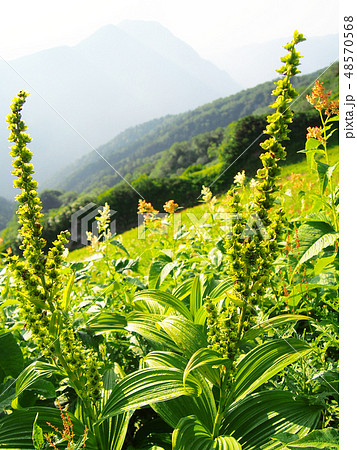 緑色の花 高山植物ミヤマバイケイソウの写真素材